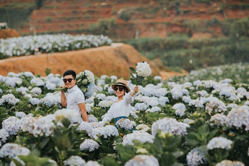 mùa hoa cẩm tú cầu